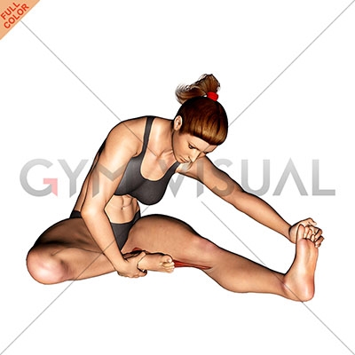 Seated Single Leg Hamstring Stretch - Gym visual