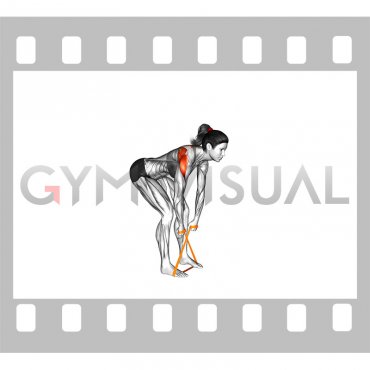 Resistance Band Bent Over Reverse Fly (female)