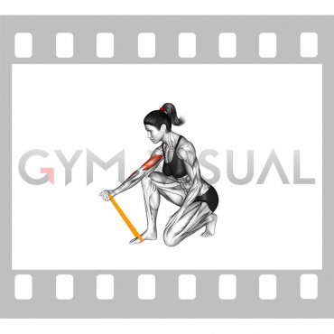 Resistance Band Concentration Curl (female)