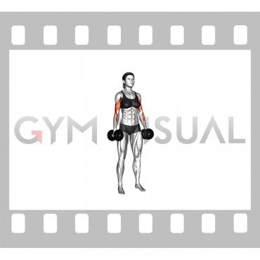 Dumbbell Biceps Curl (VERSION 3) (female)