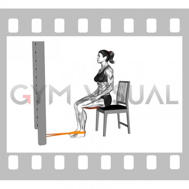 Resistance Band Sitting Knee Flexion on a Chair (female)