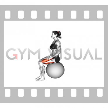 Sitting Knee Extension on a Stability Ball (female)