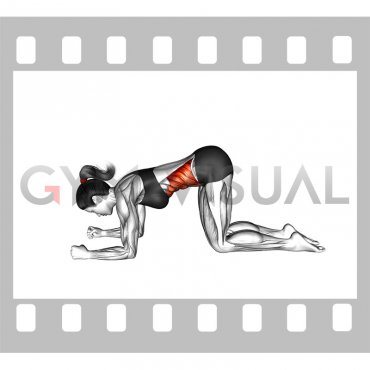 Kneeling Core Mobilization (female)