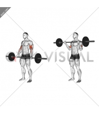 Barbell Standing Wide-grip Curl