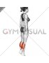 Standing Isometric Hold Calf Raise (female)