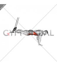 Ring Isometric Hold Reverse Ab Rollout