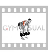 Dumbbell Bent Over Wide Row (male)