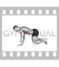 Kneeling Scapular Push-up (male)