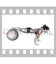 Push-up (on stability ball) (female)