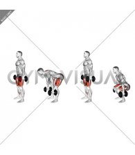 Dumbbell Romanian Deadlift to Squat (male)