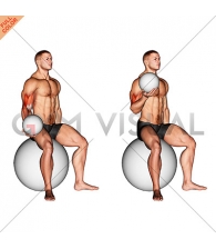 Weighted Seated Bicep Curl  (on stability ball)