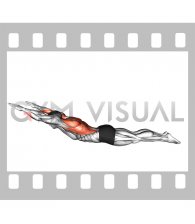 Lying Upper Body Superman Row (male)