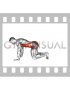 Plank from Knees (male)