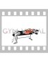 Dumbbell Lying Straight Arms Pullover (male)