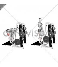 Lever Belt Romanian Deadlift (V bar) (male)