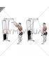 Cable Straight Arm Pulldown