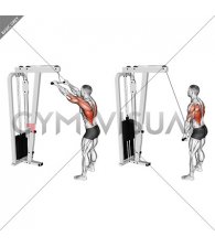 Cable Straight Arm Pulldown