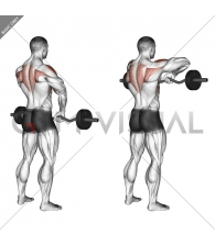 Barbell Upright Row