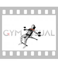 Dumbbell Incline Breeding (female)