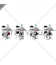 Lever Torso Rotation (male)