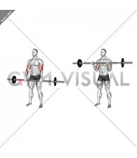Barbell Fat Bar Reverse Curl (male)