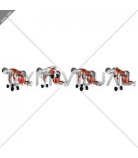 Dumbbell Bear Plank Alternating Row