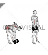Dumbbell Cross Romanian Deadlift (male)