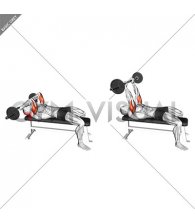 EZ Barbell Lying Triceps Extension (male)