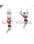 Ring Archer Pull-up (male)