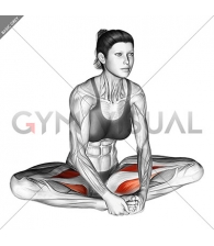 Seated Groin Stretch