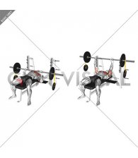 Barbell Banded Weighted Plate Bench Press (male)