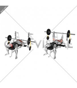 Barbell Banded Weighted Plate Bench Press (male)