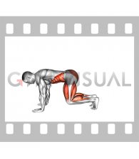 Bear Plank Floating Leg Extension (male)