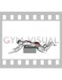Reverse Frog Hyperextension on Box