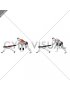 Dumbbell Kroc Row (male)
