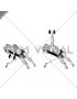 Dumbbell Powell Raise (male)