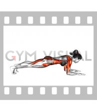 Front Plank to Push-up (female)
