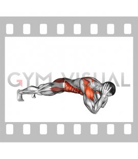 Torso Twist in Plank on Elbows Position (male)