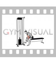 Cable Concentration Curl