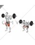 Barbell Full Squat