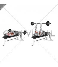 Barbell Lying Front Raise (male)