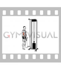 Cable Standing Biceps Curl (rope attachment)
