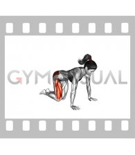 Kneeling Backward Hip Circles (female)