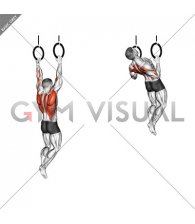 Ring Rocky Pull-up Pulldown