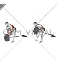 Lever Bent over Row (plate loaded)
