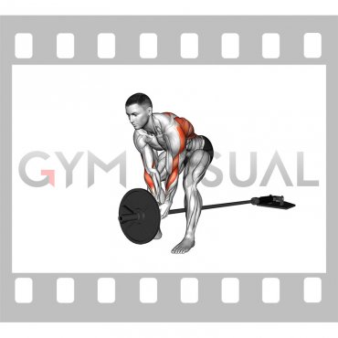 Lever Bent over Row (plate loaded)