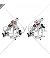 Lever Incline Prone Row (male)