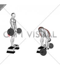 Barbell Jefferson Curl (male)