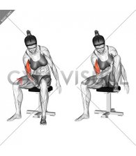 Negative Biceps Leg Concentration Curl (female)