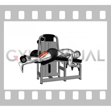 Lever Lying Leg Curl